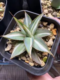 多肉植物 ハオルチア 裏般若錦♀x水晶コンプト101錦♂ 種子10粒 令和8