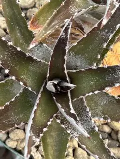 ディッキア Dyckia macedoi hybrid, Bill Baker - メルカリ