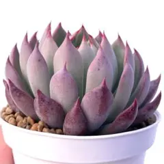 c*u様 【極上苗】ミックスベリア 赤鬼 多肉植物 おらいさん 自家繁殖苗