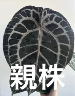 アンスリウム ミシェル ドックブロック【安心の発根活着済み】 - メルカリ