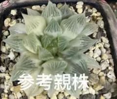 2026年最新】ハオルチア 白蛇伝の人気アイテム - メルカリ