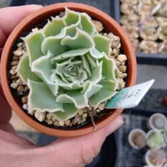 ニコ様 リクエスト 5点 まとめ商品　速達付き