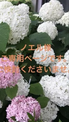 ３月ごろ　お問い合わせいただきましたノエル様　ご専用ページです。芽がたくさん