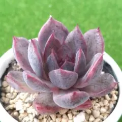 ビッグママ様 リクエスト 2点 まとめ商品