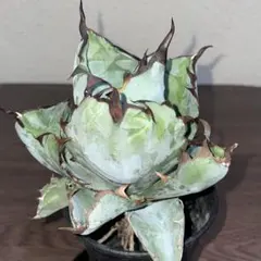 2025年最新】アガベ レッドキャットウィーズルの人気アイテム - メルカリ