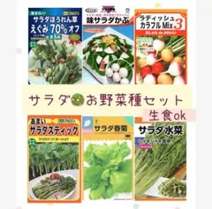 秋冬もオススメ○スプラウト3種セット ベビーリーフ彩りサラダに 