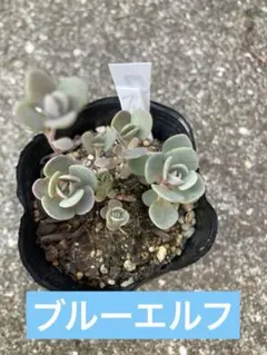 ここあみるく様 リクエスト 2点 まとめ商品