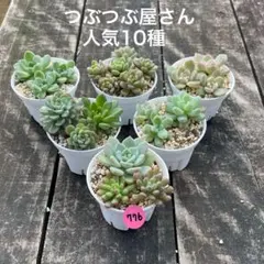 NEW❗️776多肉植物　つぶつぶ屋　カット苗　寄せ植え　人気10種セット❣️