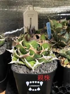 2025年最新】アガベ オアハカ 現地の人気アイテム - メルカリ