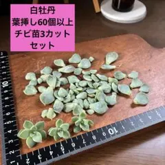 多肉植物 白牡丹 抜き苗 - メルカリ