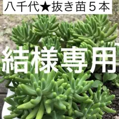 結様専用　八千代10本 多肉植物　抜き苗のサムネイル