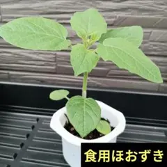 食用ほおずき 抜き苗A ハニーゴールド - メルカリ