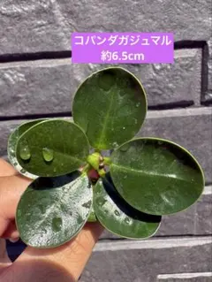 2026年最新】観葉植物 フィカスの人気アイテム - メルカリ