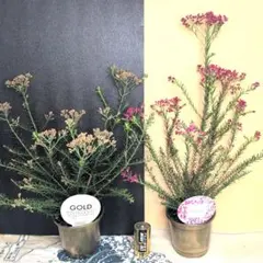 3500⤵️❇③ライスフラワー♡ 小久保ゴールド＆ロイヤル ピンク・2鉢で