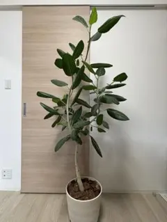 カシワバゴムノキ　フィカス リラータ① 観葉植物 約1.45メートル　苗のみ カシワバゴムノキ フィカス リラータ① 観葉植物 約1.45メートル 苗