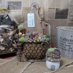 多肉植物 そのまま飾れる寄せ植え❁⃘*.゜3点セット+木箱＆ハリネズミ