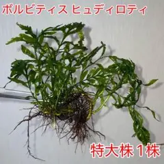 ボルビティス ヒュディロティ 大株 1株 - メルカリ