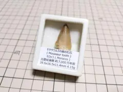 2026年最新】モササウルス歯化石の人気アイテム - メルカリ