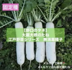007様専用☆辛味大根『おいばね』SМ15kg | Mercari
