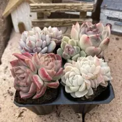 山田容子様 リクエスト 3点 まとめ商品