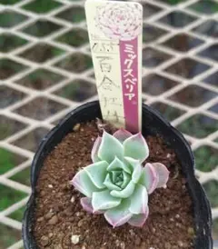 Ａ３様 リクエスト 3点 まとめ商品