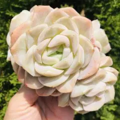 くりりん様 リクエスト 3点 まとめ商品