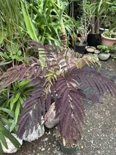 サマーチョコレート ねむの木 ネムノキ 激レア 希少種 50cm 観葉植物