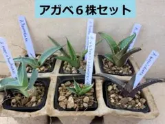 2026年最新】アガベ実生の人気アイテム - メルカリ