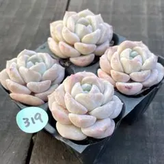 ichiro様 リクエスト 2点 まとめ商品