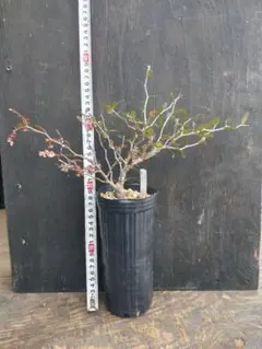 2026年最新】パキプス 根挿しの人気アイテム - メルカリ