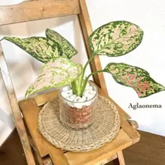 2026年最新】アグラオネマピンクの人気アイテム - メルカリ