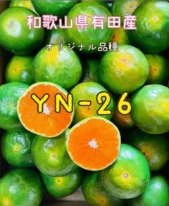 在庫限り‼️希少品種‼️和歌山県産 紫の梅M.Sサイズ 10kg みかんキング