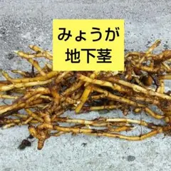 みょうが 苗 根茎 薬味 家庭菜園