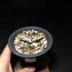 2025年最新】アガベ sad 錦の人気アイテム - メルカリ