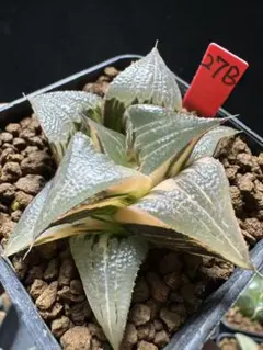 32b 多肉植物 ハオルチア 黒王交配錦 自家繁殖 抜き苗発送 - メルカリ
