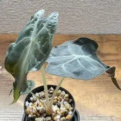 【速達・鉢ごと発送】アロカシア　ベノム　ヴェノムのサムネイル