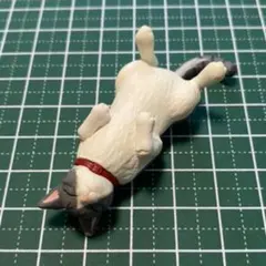 ミニチュア　へそ天　猫