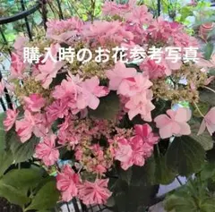 ☆塩原花園☆イズミチオリ改良☆6号鉢☆ピンク☆4月末〜発送☆購入希望