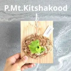 2026年最新】kitshakoodの人気アイテム - メルカリ