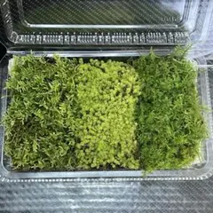 とりのこ様 リクエスト 2点 まとめ商品