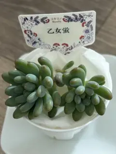 2025年最新】乙女蛍多肉植物の人気アイテム - メルカリ