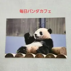 2025年最新】シャンシャン ポストカードの人気アイテム - メルカリ