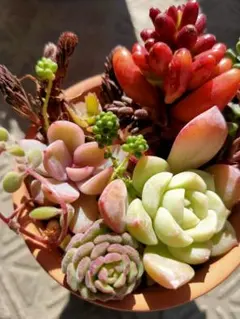 2026年最新】多肉植物エケベリア寄せ植えセット多肉弁当の人気アイテム