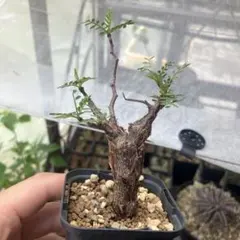 センナ　メリディオナリス　実生　コーデックス　塊根植物　グラキリスのサムネイル