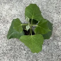 キジョランの葉っぱ　１０枚のサムネイル