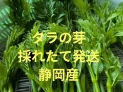 M_N様専用】北海道産 山ウド 若芽 500g - メルカリ