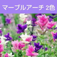 花の種 マーブルアーチ♡2色MIX種♡30粒 食用花 ハーブの種