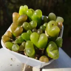 2025年最新】コノフィツム マウガニーの人気アイテム - メルカリ