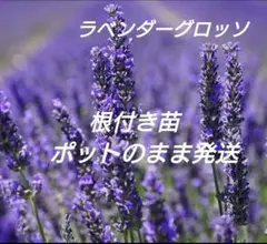 【6-O】1株で大きくなります♫ラベンダーグロッソ苗　ドライにしてもいい香り