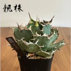 阿修羅A1/PLANET ROCK PLANTS 阿修羅子株【A11】/PLANET ROCK PLANTS - メルカリ
